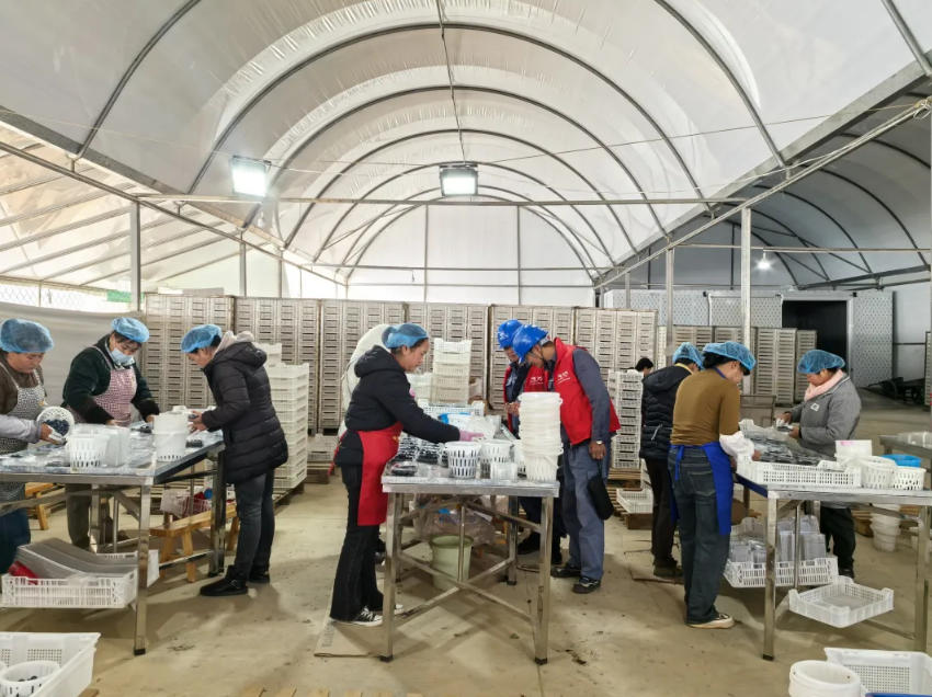 電力工作人員走訪藍莓種植基地。