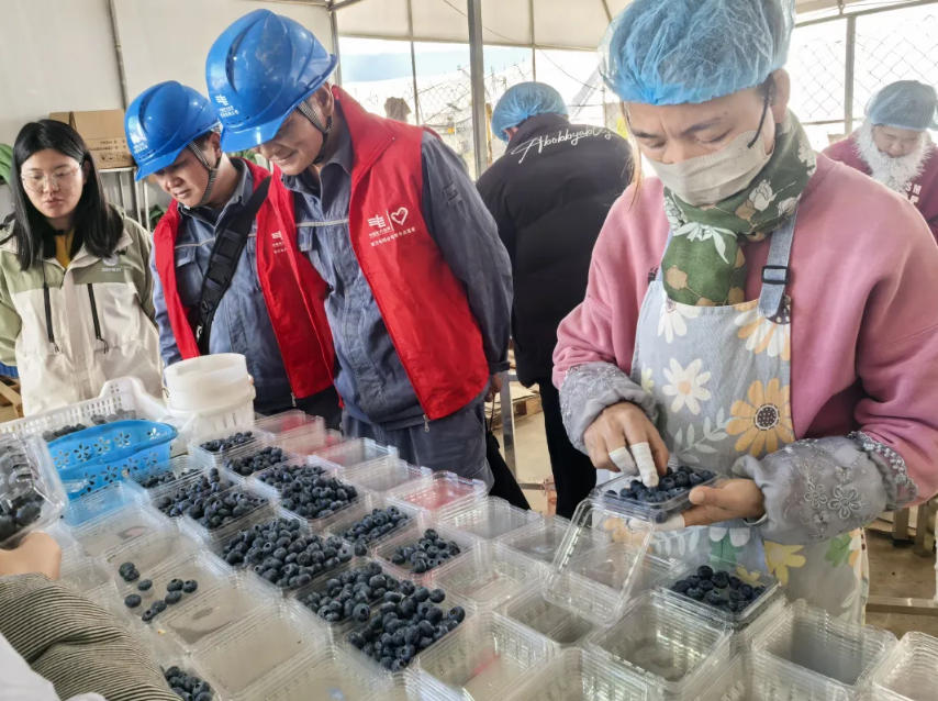 電力工作人員走訪藍莓種植基地。