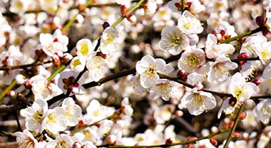 看云南大理800年古梅盛放