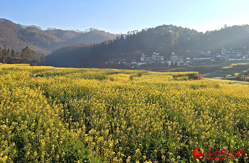 晨光中的油菜花田如同金色的海洋。人民网 尹馨摄