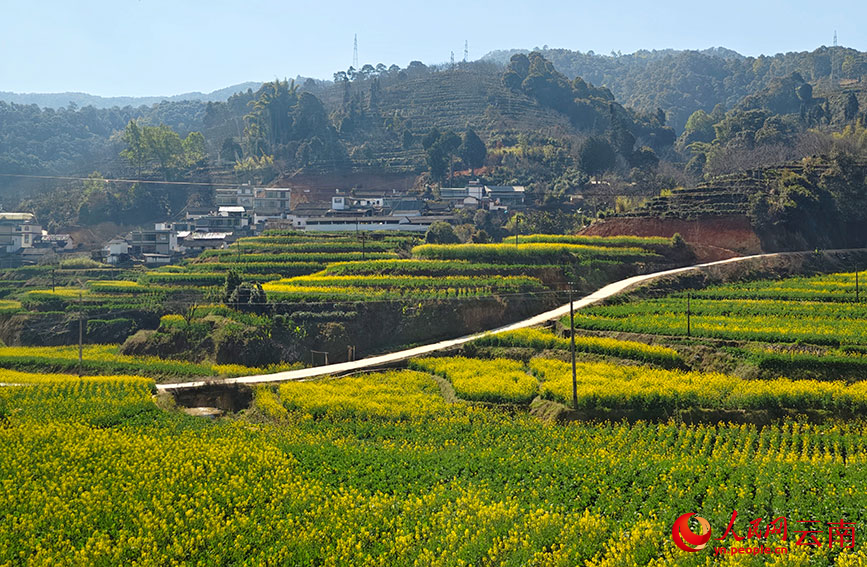 道路穿过油菜花海。人民网 尹馨摄