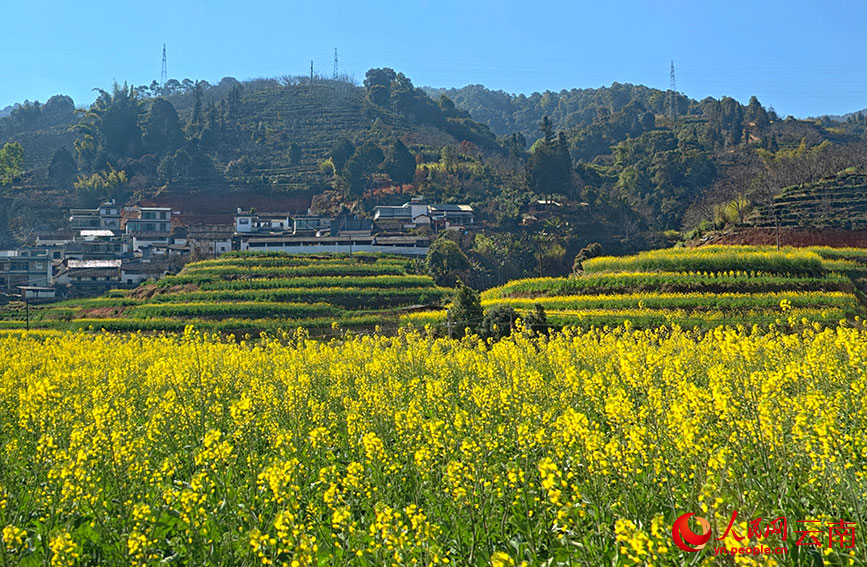 油菜花海。人民网 尹馨摄