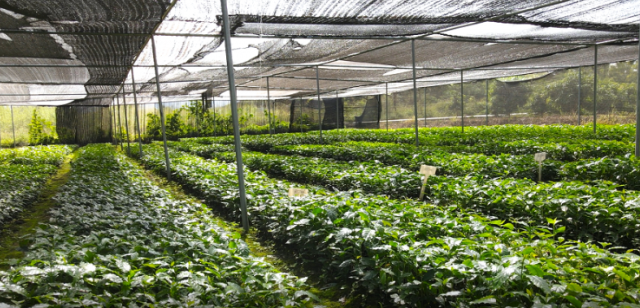 “雲咖一號”育苗基地。圖源:保山發布