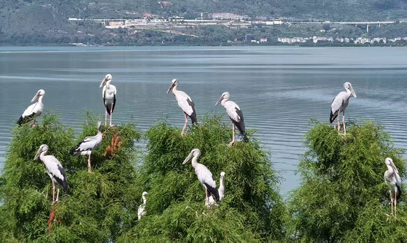 【1】如今越來越多的候鳥來到星雲湖越冬。江川區委宣傳部供圖