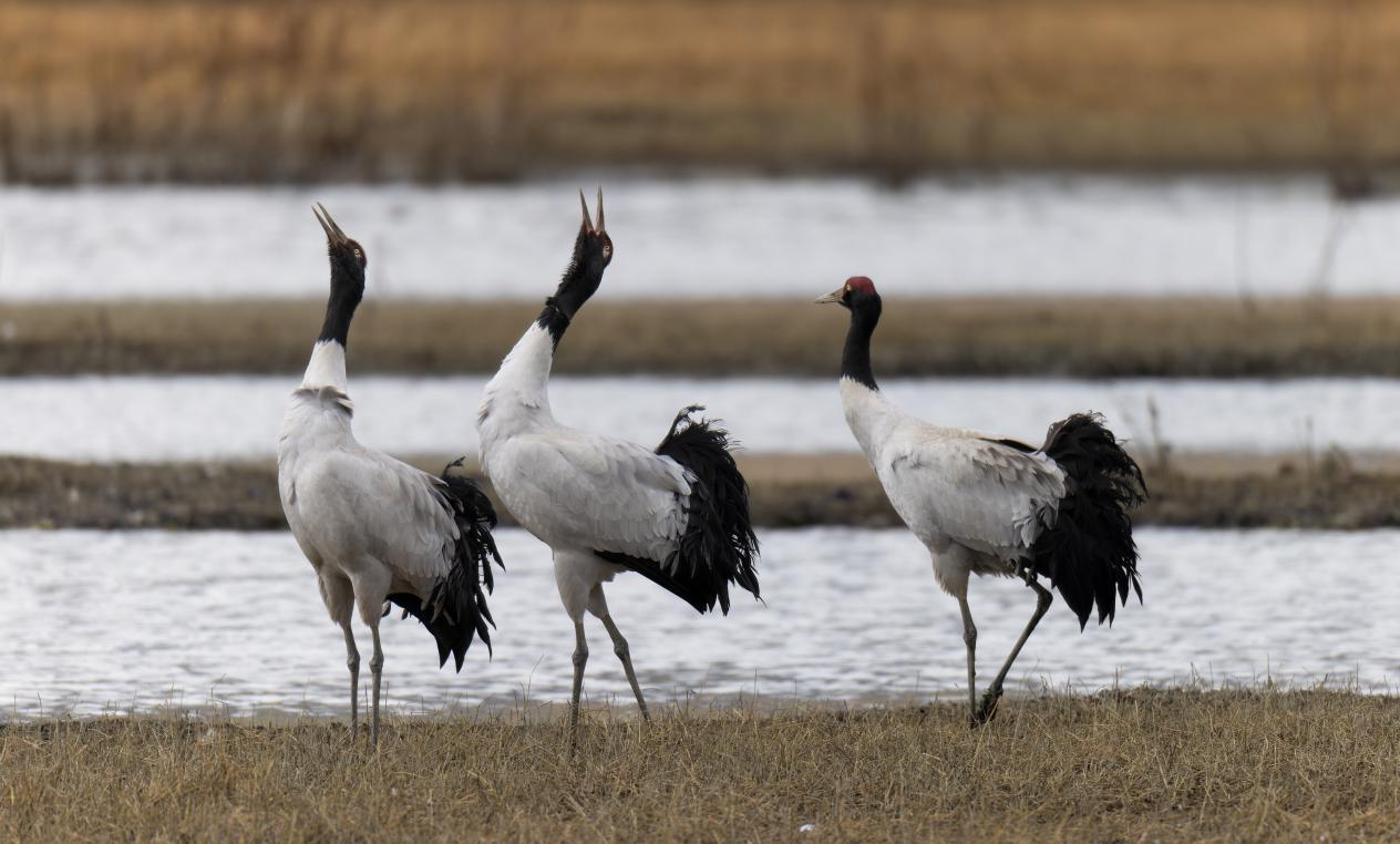 黑頸鶴。羅俊 攝