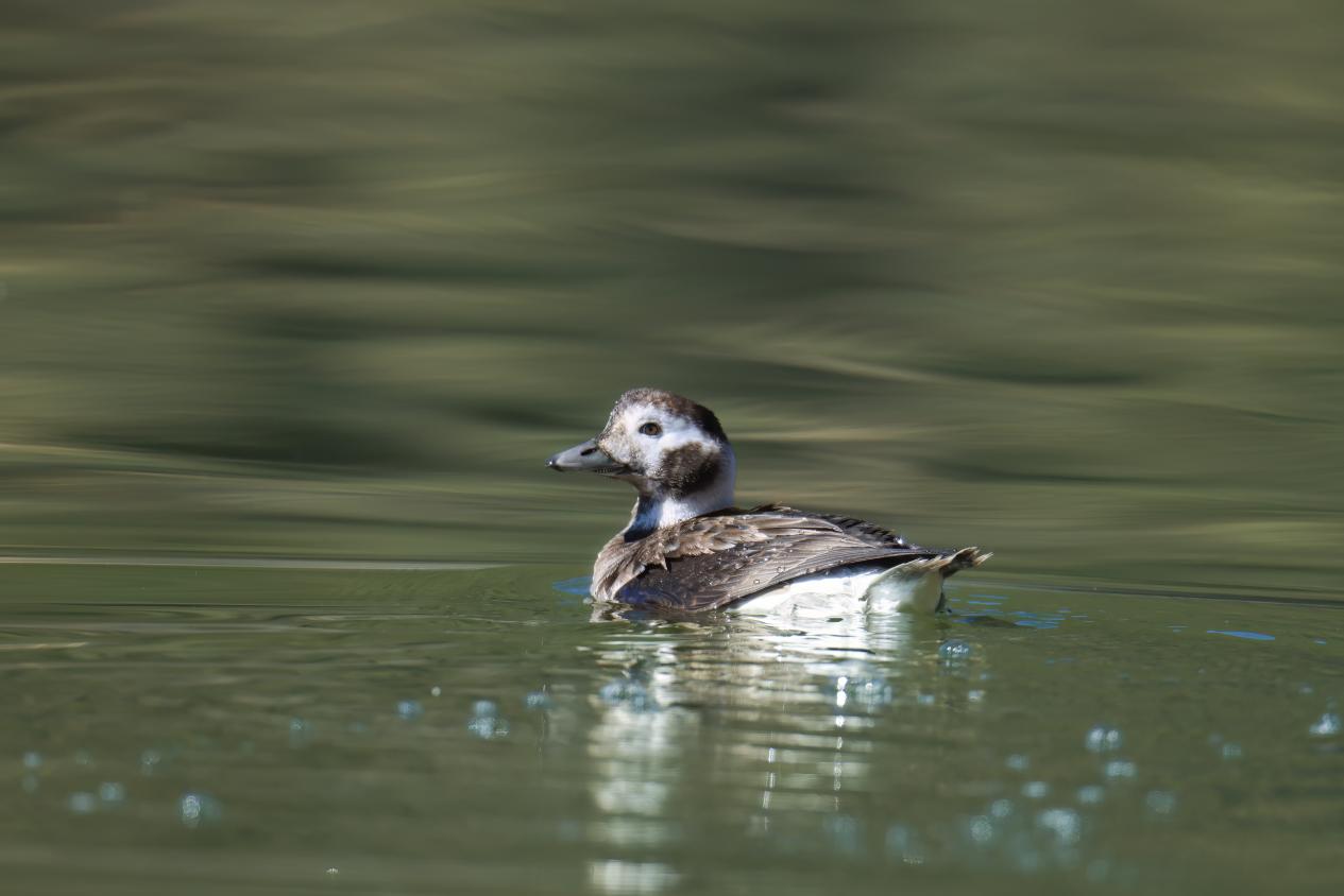 長尾鴨。羅俊 攝