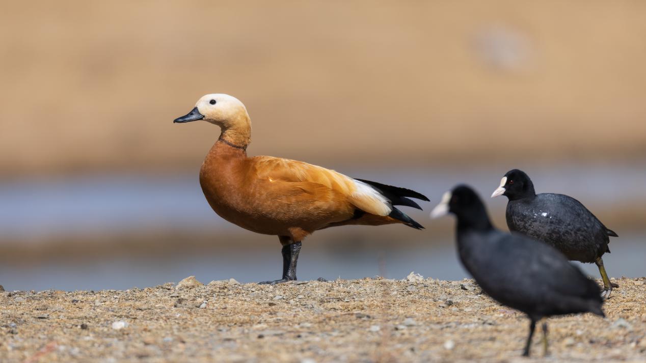 赤麻鴨。羅俊 攝