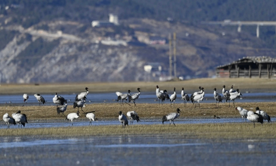 黑頸鶴群。陳志明 攝