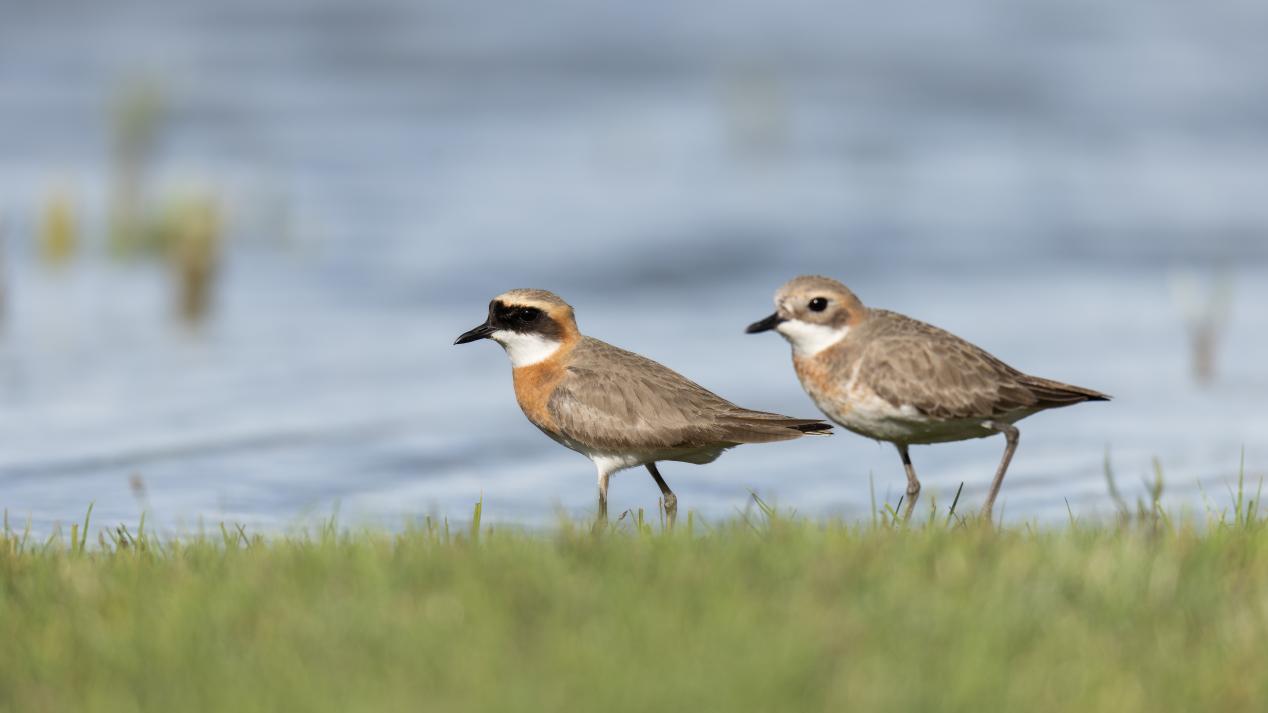 青藏沙鸻。羅俊 攝