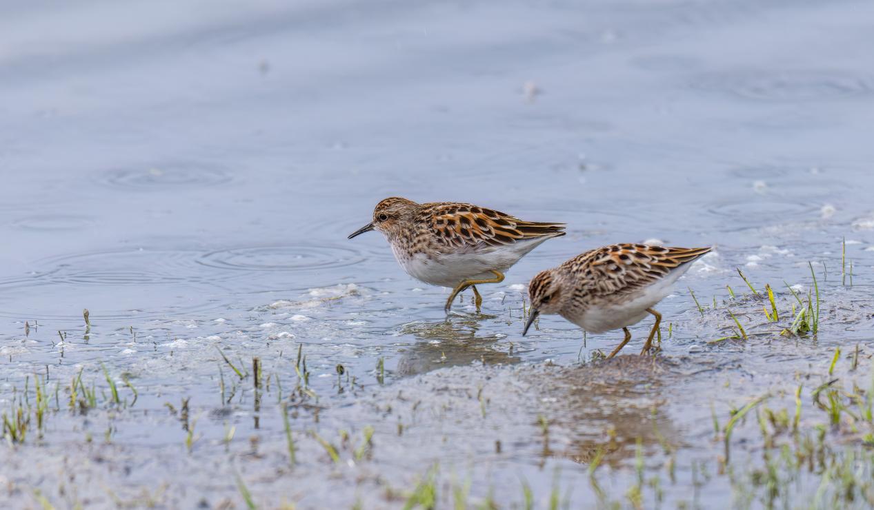 長趾濱鷸。羅俊 攝