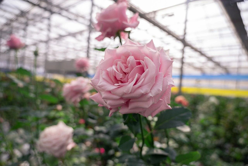 “娇龙”月季。资料图