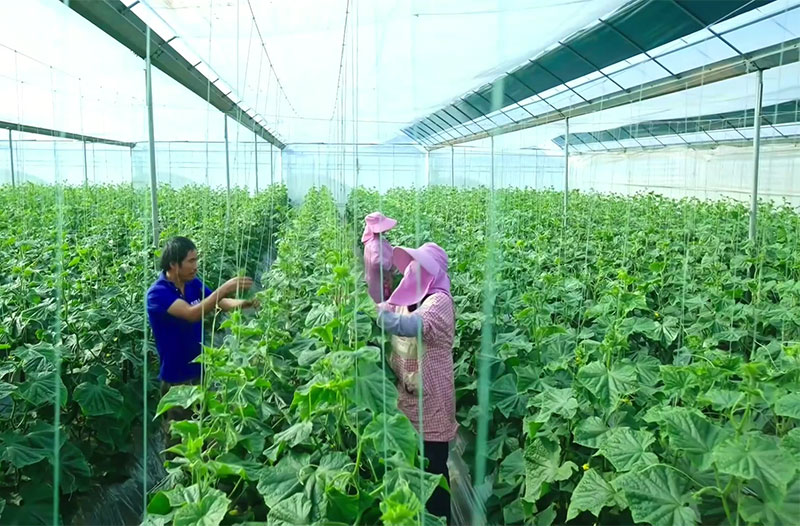 张少林和家人正在大棚里忙活。弥渡县融媒体中心供图