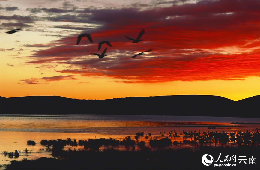 晚霞映鹤影。李洋摄