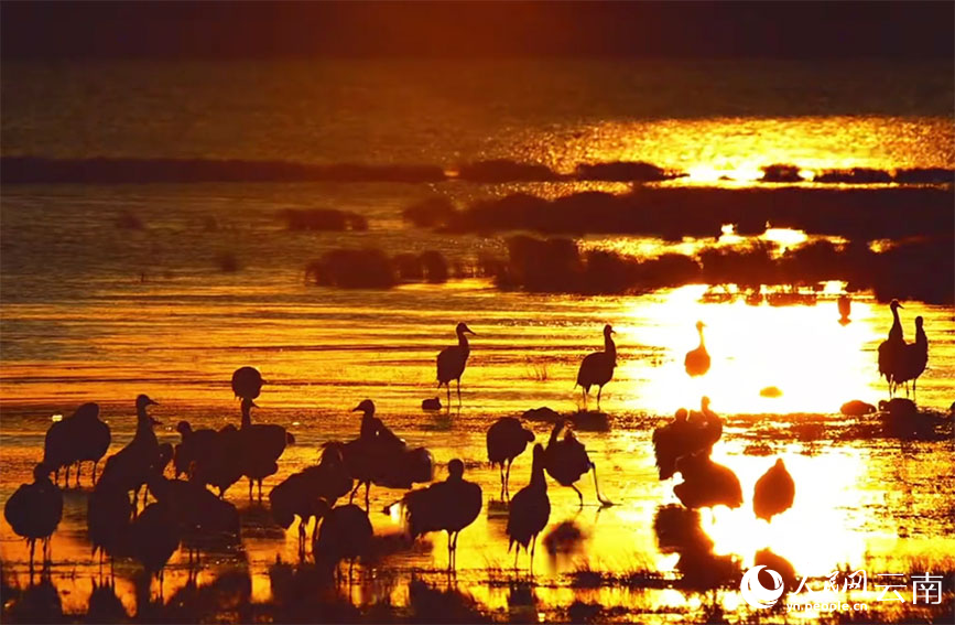 夕陽下的黑頸鶴。李劍攝