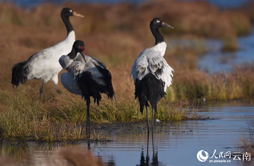 大山包的黑颈鹤。李剑摄