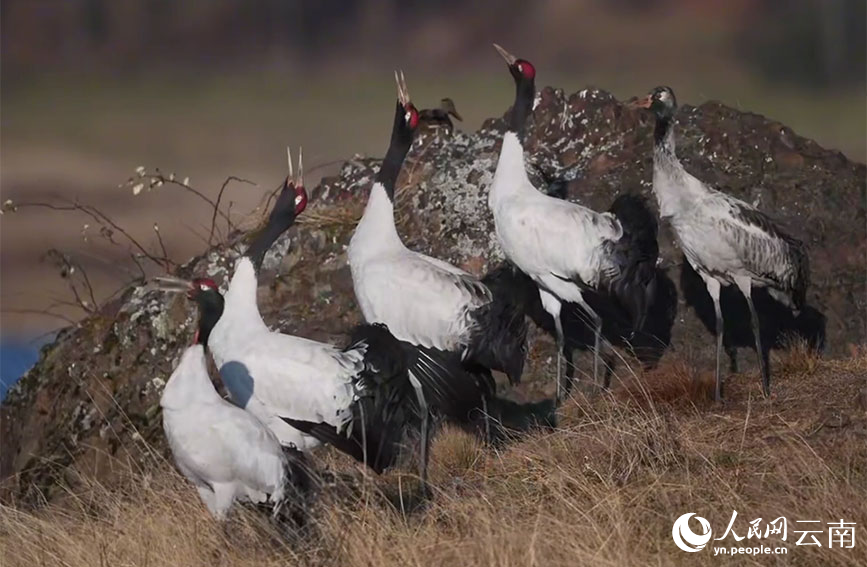 大山包的黑颈鹤。毛治府摄