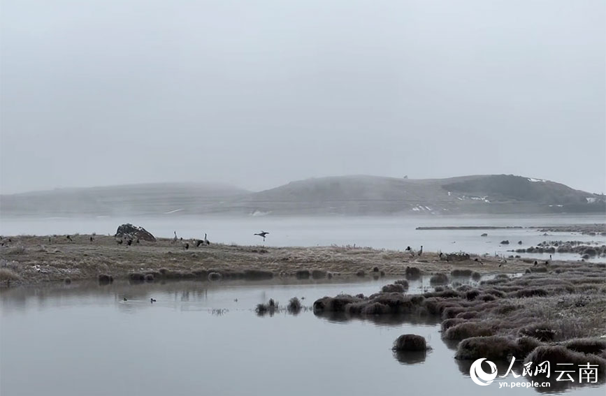 大山包的黑颈鹤自由觅食嬉戏。李洋摄