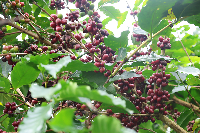雲南鎮沅：咖啡鮮果喜豐收