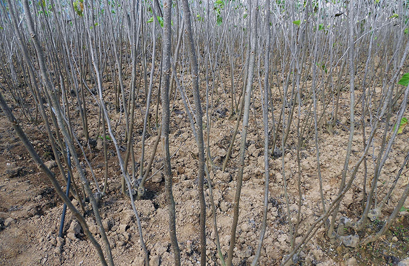 冬日桑园。镇沅县融媒体中心供图