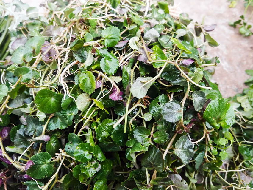 扭子菜。胡俊摄