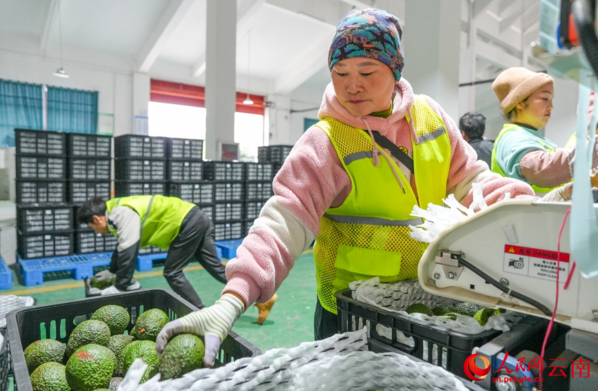 工人正在分拣牛油果。人民网记者 虎遵会摄
