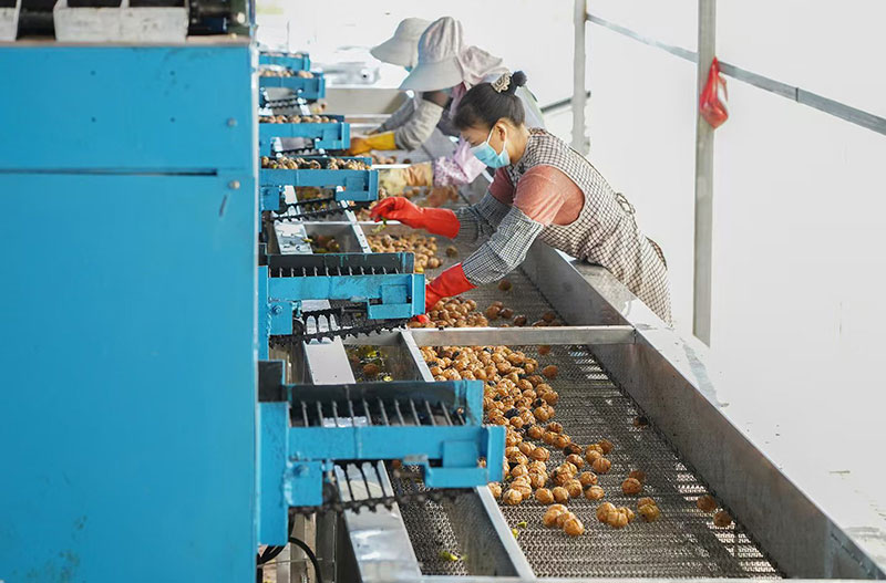 兴业银行昆明分行为云南坚果产业注入金融力量。兴业银行昆明分行供图