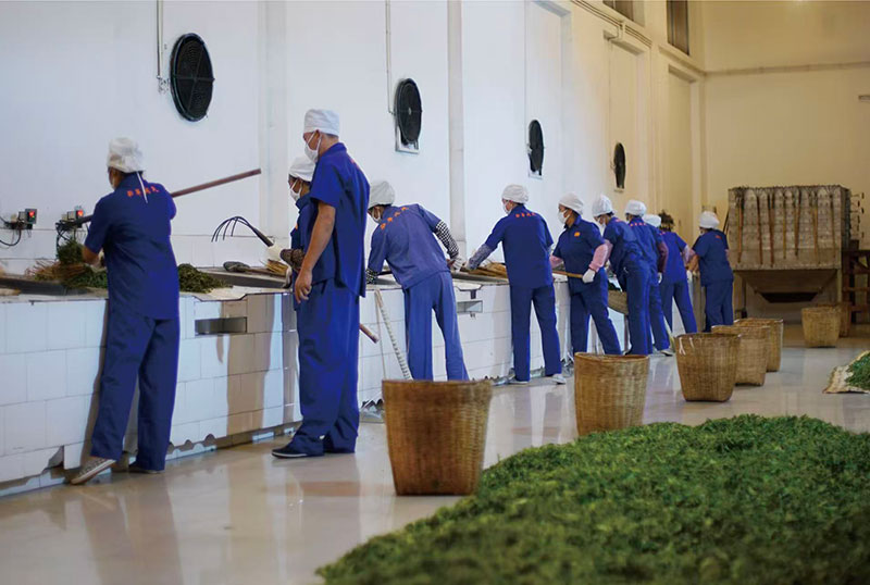 【3】兴业银行昆明分行支持云南茶产业发展。兴业银行昆明分行供图