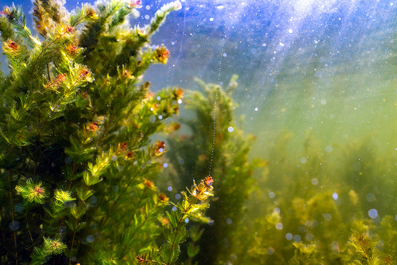 穗状狐尾藻。中交天津航道局供图