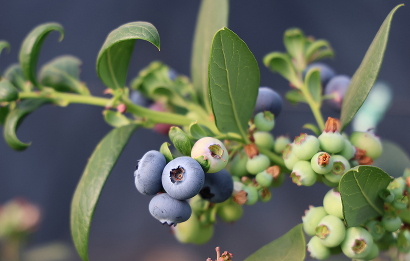 成熟的藍莓-郭斯維攝-2026年2月3日