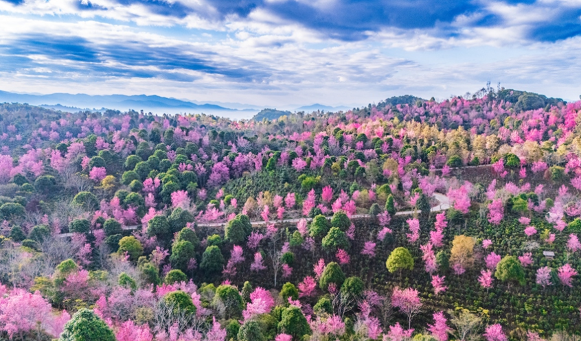 世界遺產地雲南景邁山冬櫻盛放 “春”意盎然