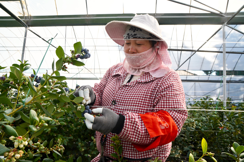 村民在採摘藍莓。師穎攝