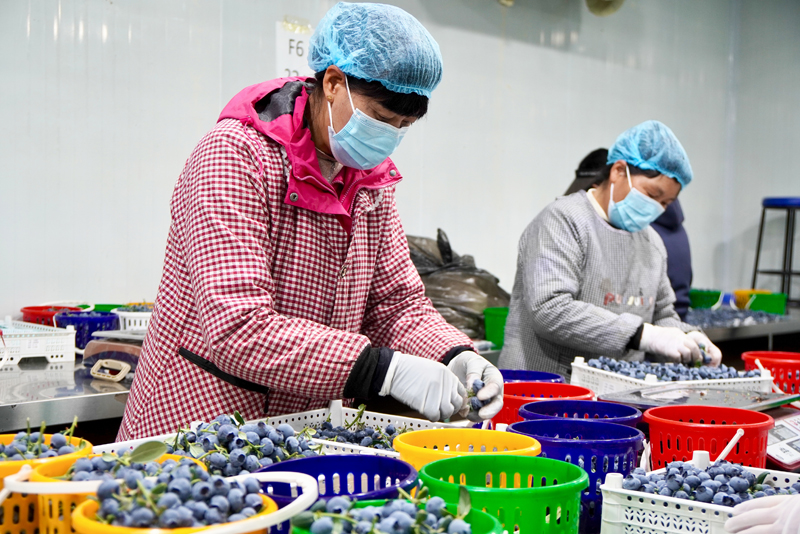 村民在分揀藍莓。師穎攝
