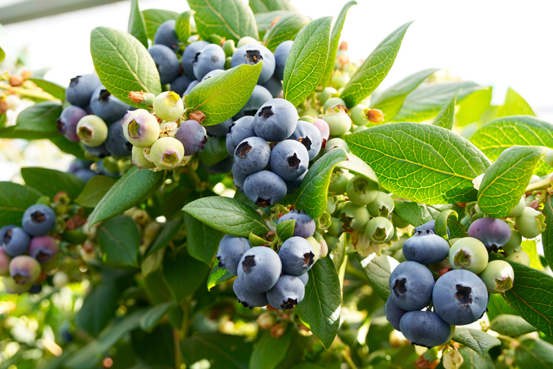 碩大的藍莓挂滿枝頭。師穎攝