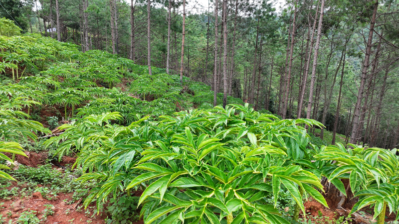 景谷林下魔芋種植。楊永見攝