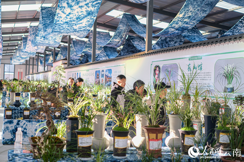 蘭友們駐足品評、拍照流連。人民網記者 曾智慧攝