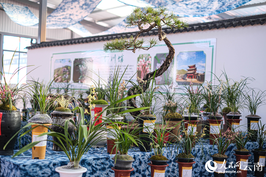 展廳內，蓮瓣等名品蘭花競放。人民網記者 曾智慧攝