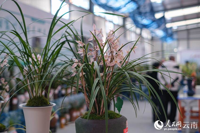 蘭花綻放迎新春。人民網記者 曾智慧攝