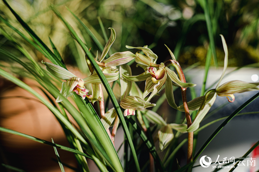蘭香賀歲，年味添。人民網記者 曾智慧攝