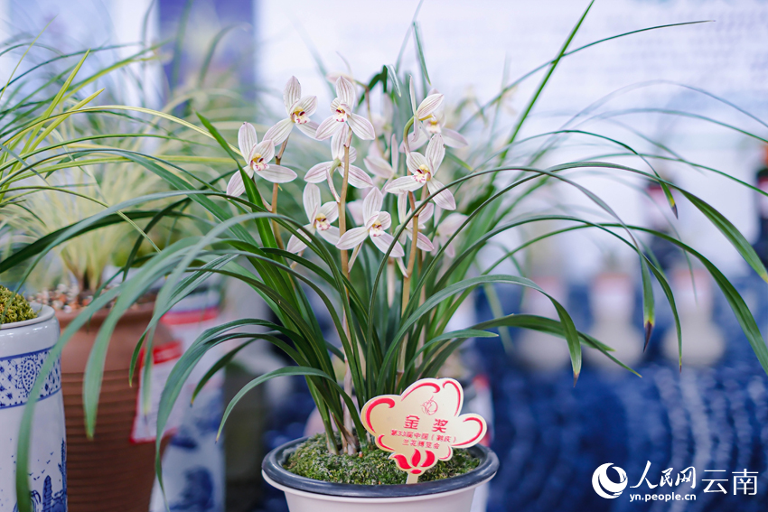 此次蘭博會上榮獲金獎的蘭花。人民網記者 曾智慧攝