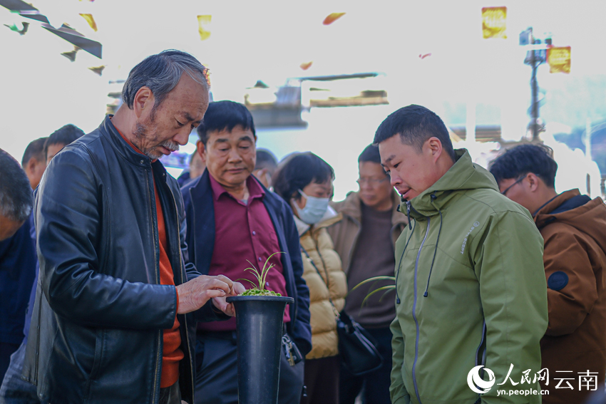 蘭博會現場，蘭友挑選蘭花。人民網記者 曾智慧攝