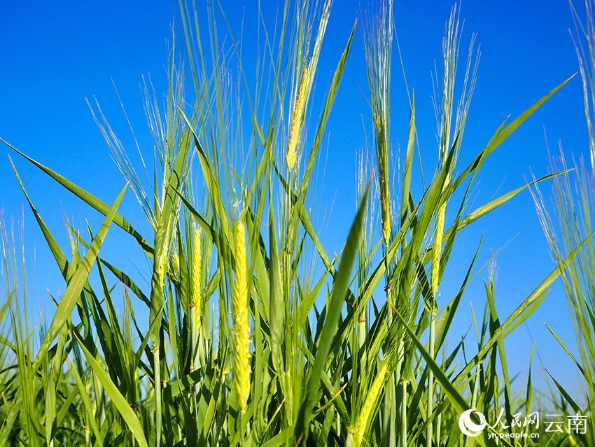 西藏自治區青稞育種加代與擴繁（元謀）基地裡，青稞茁壯成長。人民網 王嫻攝