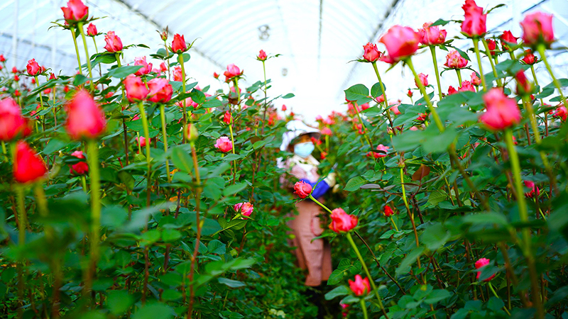 玉溪禾韵工人在采收闺蜜玫瑰。2月5日摄。