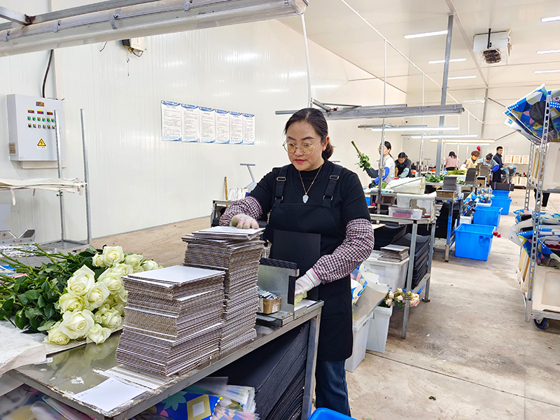 玉溪禾韵工人在包装鲜花。2月5日摄。