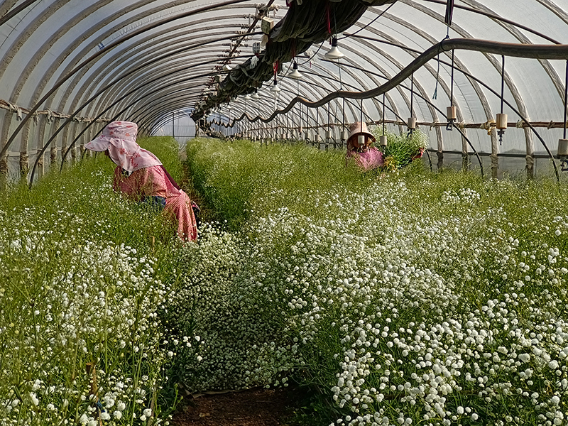 工人在采收满天星。2月5日摄。