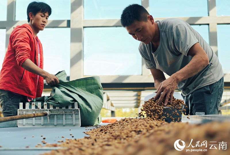 昔歸咖啡庄園，工人正將晒好的咖啡豆裝袋。人民網-尹馨攝