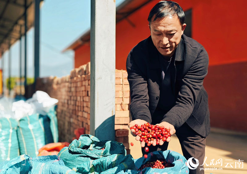 【3】火紅的咖啡鮮果粒粒飽滿。人民網-尹馨攝