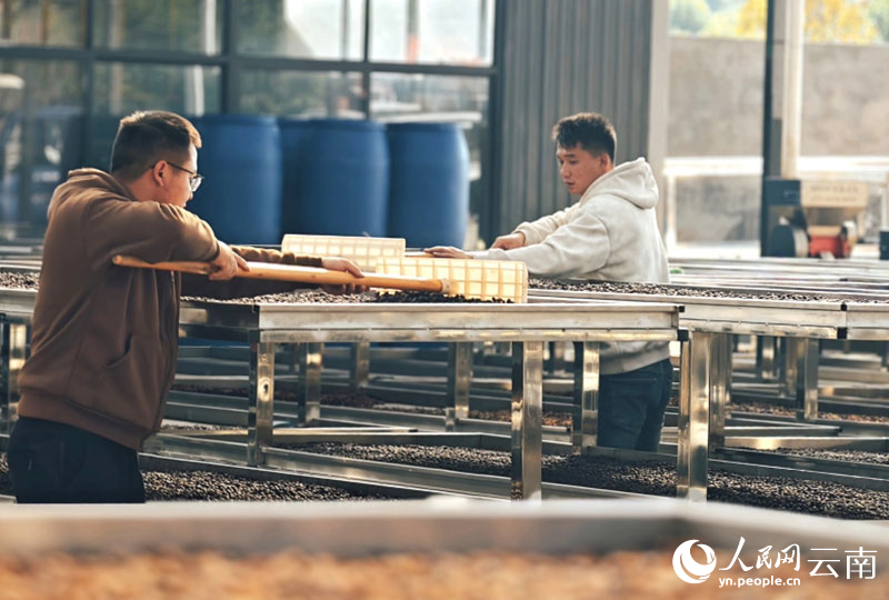 榮康達咖啡庄園裡，工人正在晾晒咖啡豆。人民網-尹馨攝