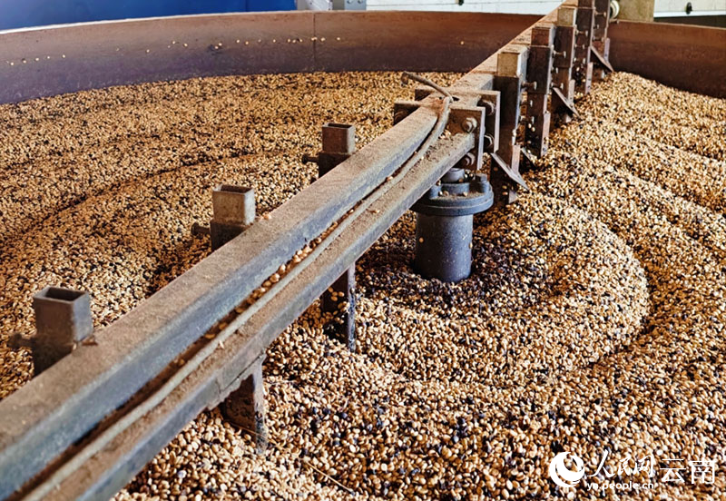 烘干咖啡豆。人民網 尹馨攝