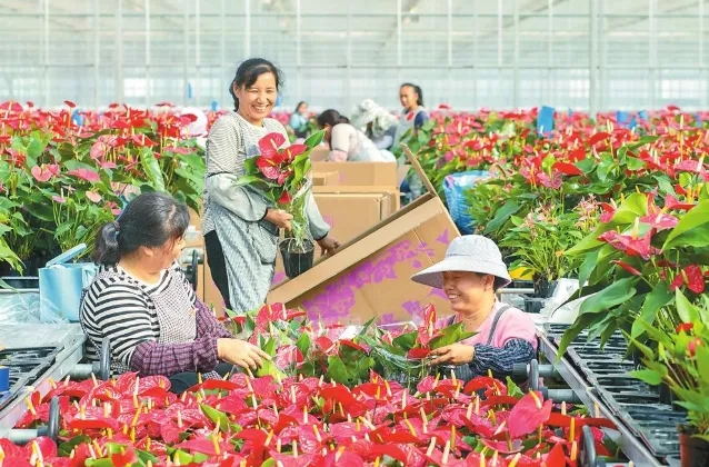 农户从花卉产业发展中获益。李岚卿 摄