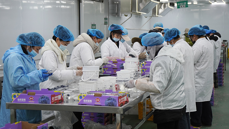 澄江藍莓冷鏈分揀。高嘉蓉攝